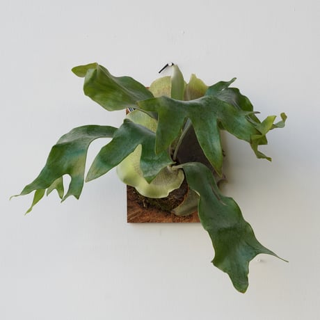 CATEGORY bifurcatum | IMAMA