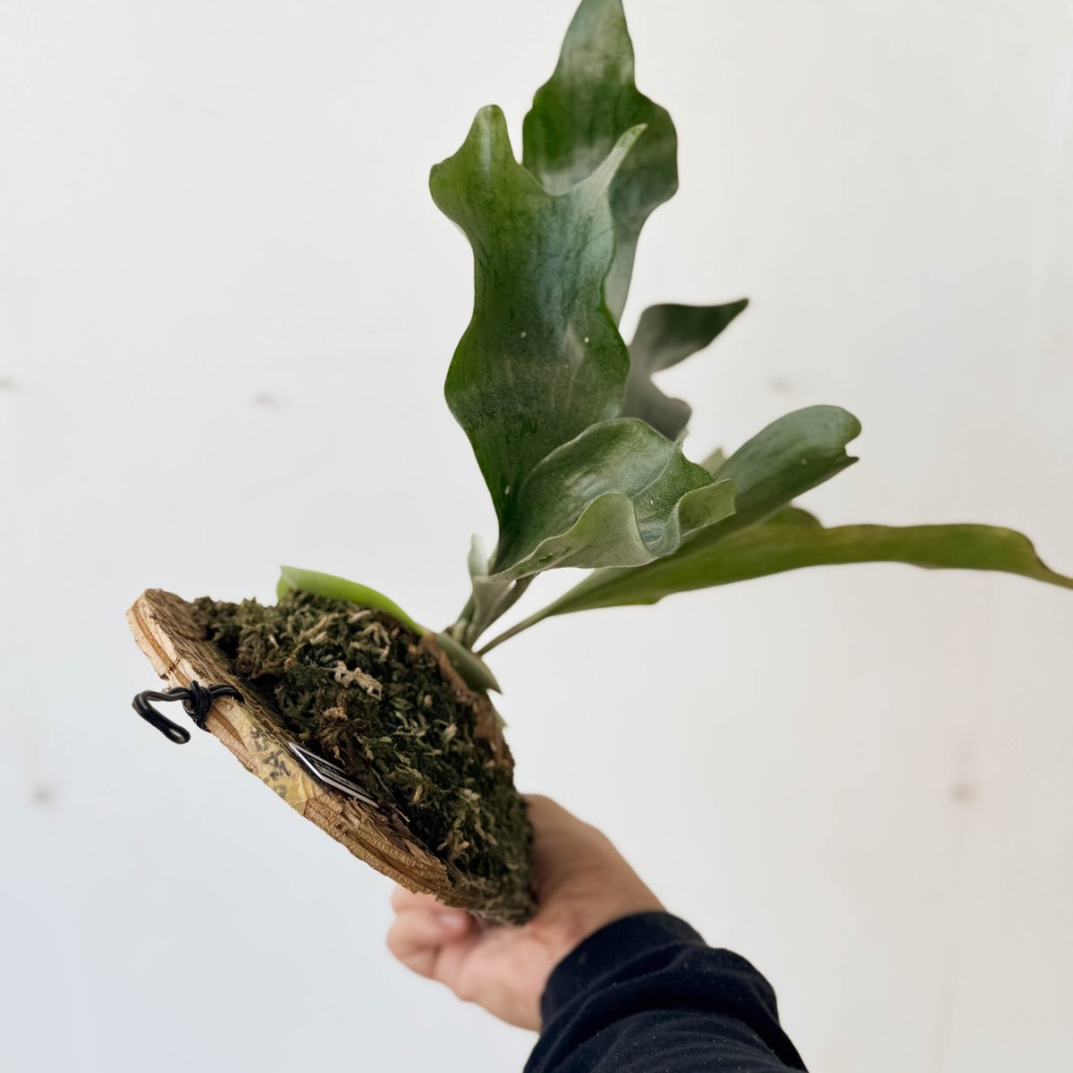 hillii dwarf (oc) 株分 ヒリードワーフ ビカクシダ NO.5 hillii dwarf