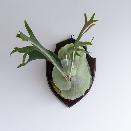 コウモリラン | STORES