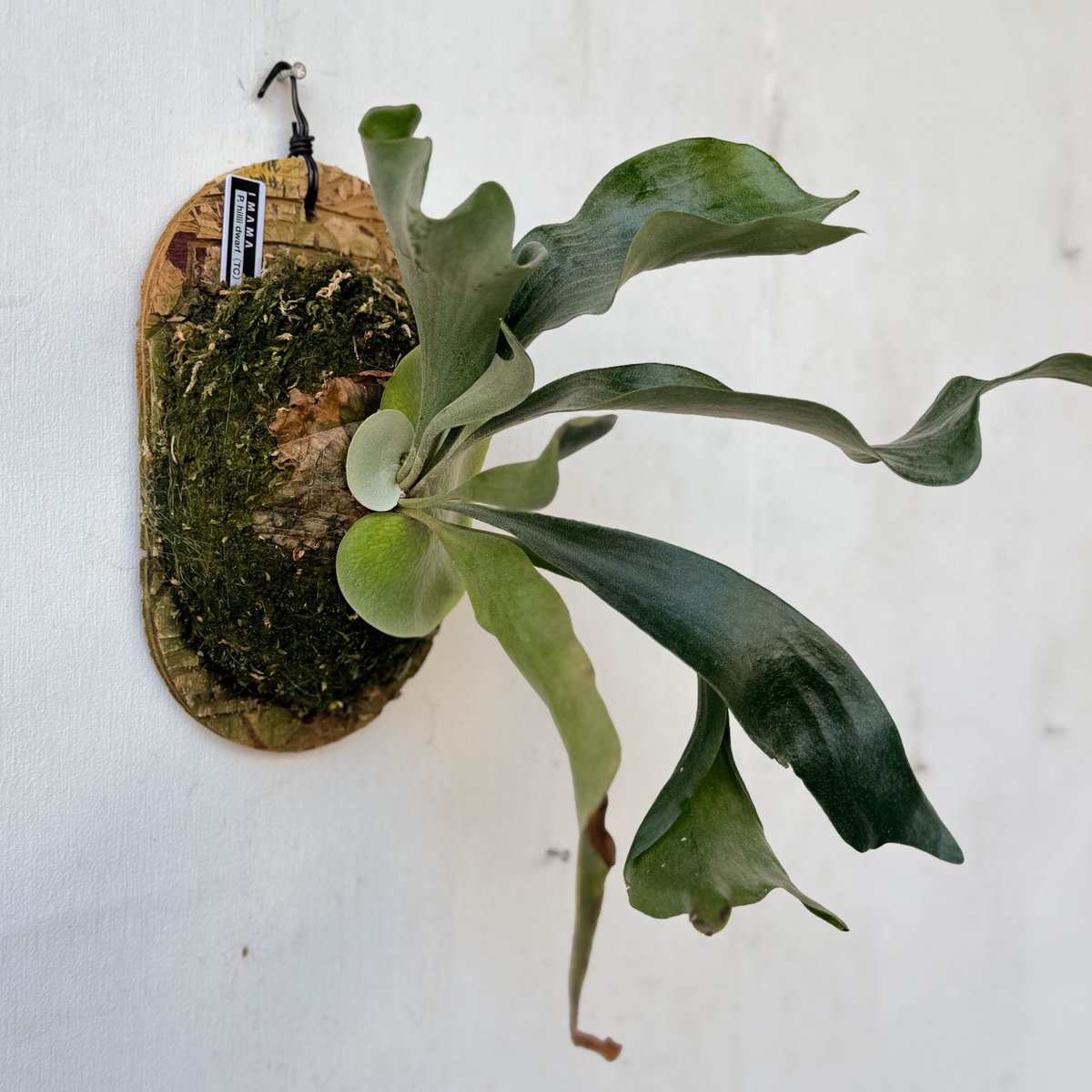 hillii dwarf (oc)板付　ビカクシダ 板付ビカクシダ P. hillii dwarf（TC） | IMAMA