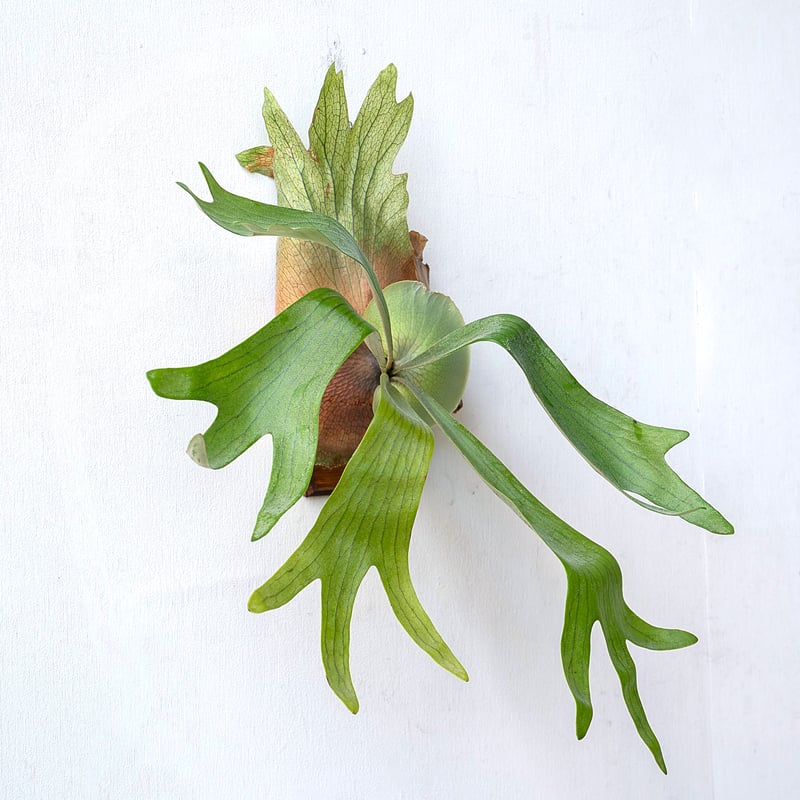 ビカクシダ］Platycerium sansai beauty P. Sansai Beauty