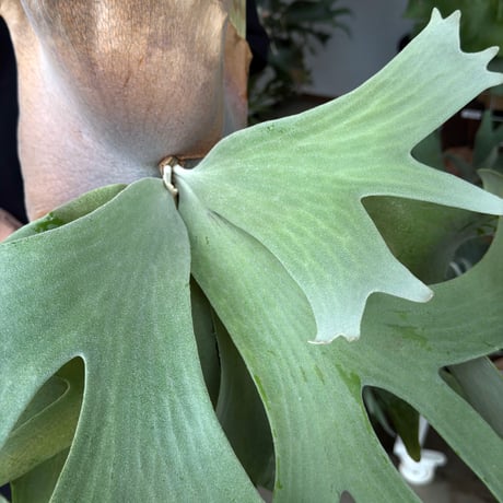【2026.5/26〜】板付ビカクシダ　P. andinum × P. willinckii [TC]