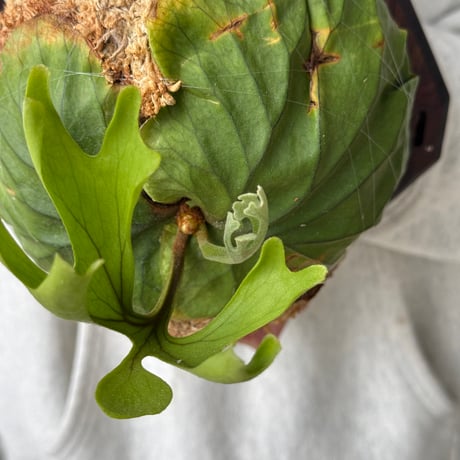 【2026.5/23〜】板付ビカクシダ　 P. ridleyi thin frond_1