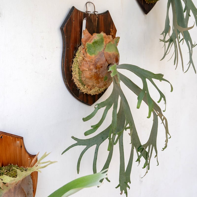 2025.8/5〜】板付ビカクシダ P. willinckii Little Crown