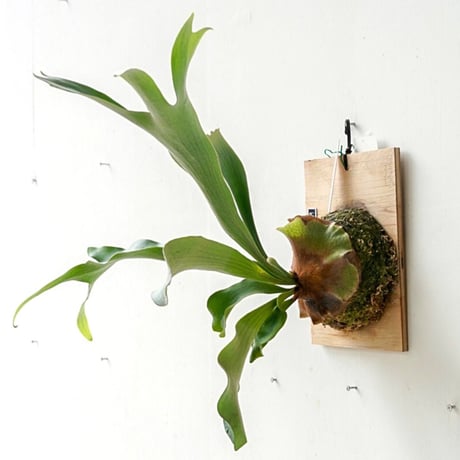 ビカクシダ P.willinckii 'Anapat #1'OC アナパット P.Anapat#1