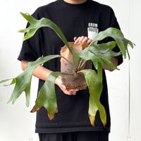 【2026.5/26〜】板付ビカクシダ　  P. hillii 'Ngaesai'  [pup]