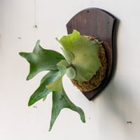 ビカクシダ　P.Fullmoon フルムーン 2025.3/25〜】板付ビカクシダ P. Full Moon（pup） | IMAMA