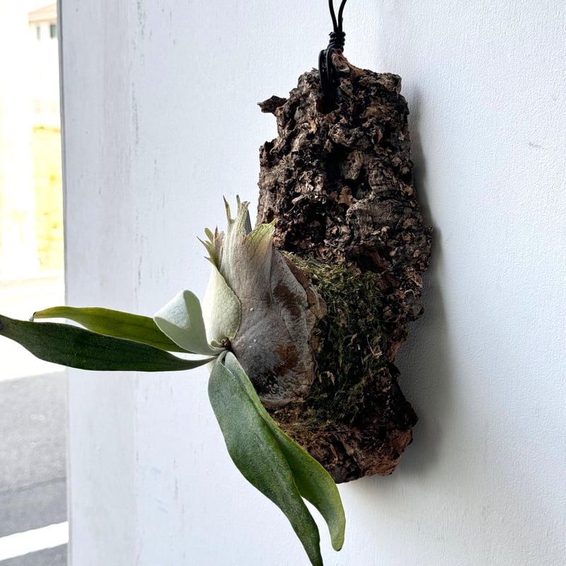 P. Veitchii Aurburn  pup　板付け 2025.3/25〜】コルク付ビカクシダ P. veitchii 'Auburn rive