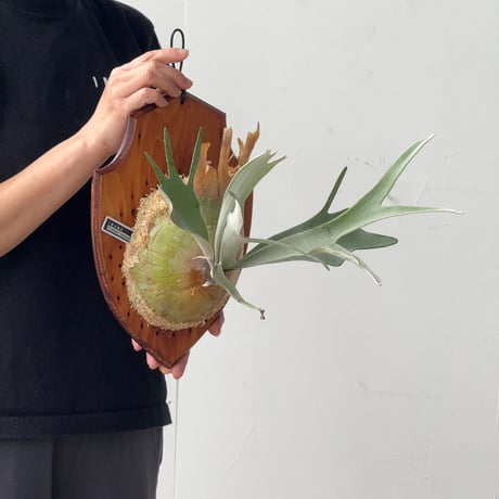 【2026.6/4〜】板付ビカクシダ　P. veitchii 'Lemoinei'