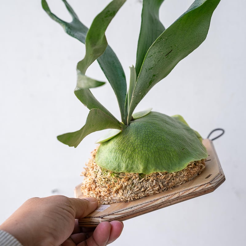 2025.11/12〜】板付ビカクシダ P. Pegasus（pup） | IMAMA