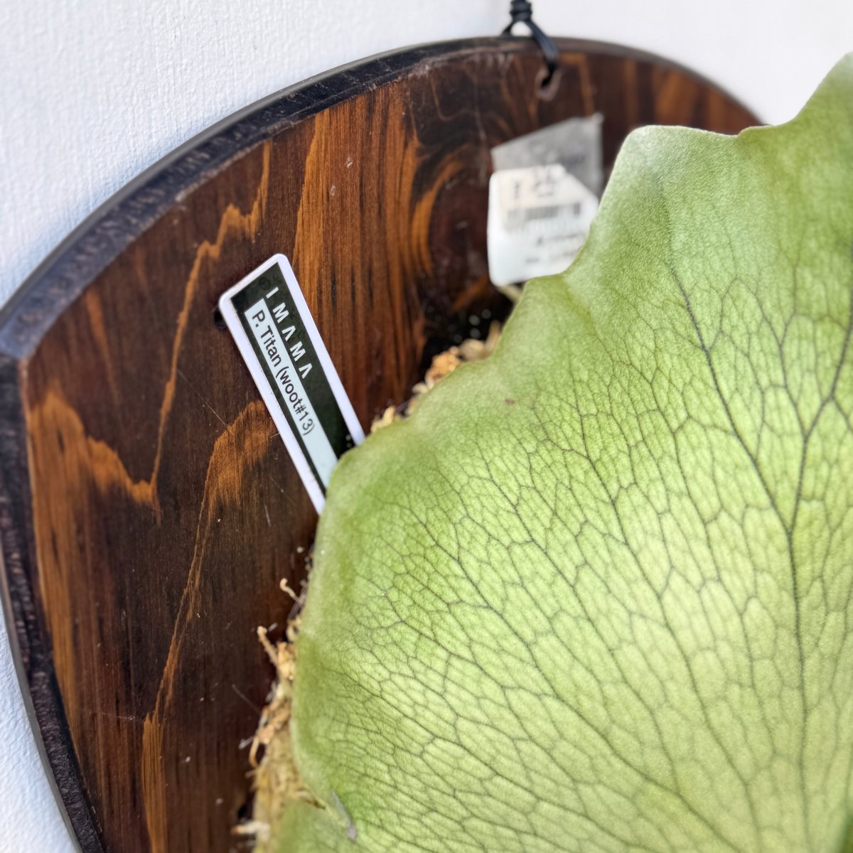 板付ビカクシダ P. Titan woot#13 | IMAMA