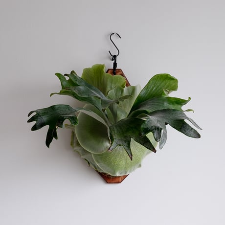 hillii YOT#5 ビカクシダ 板付 hillii YOT#5 ビカクシダ 板付