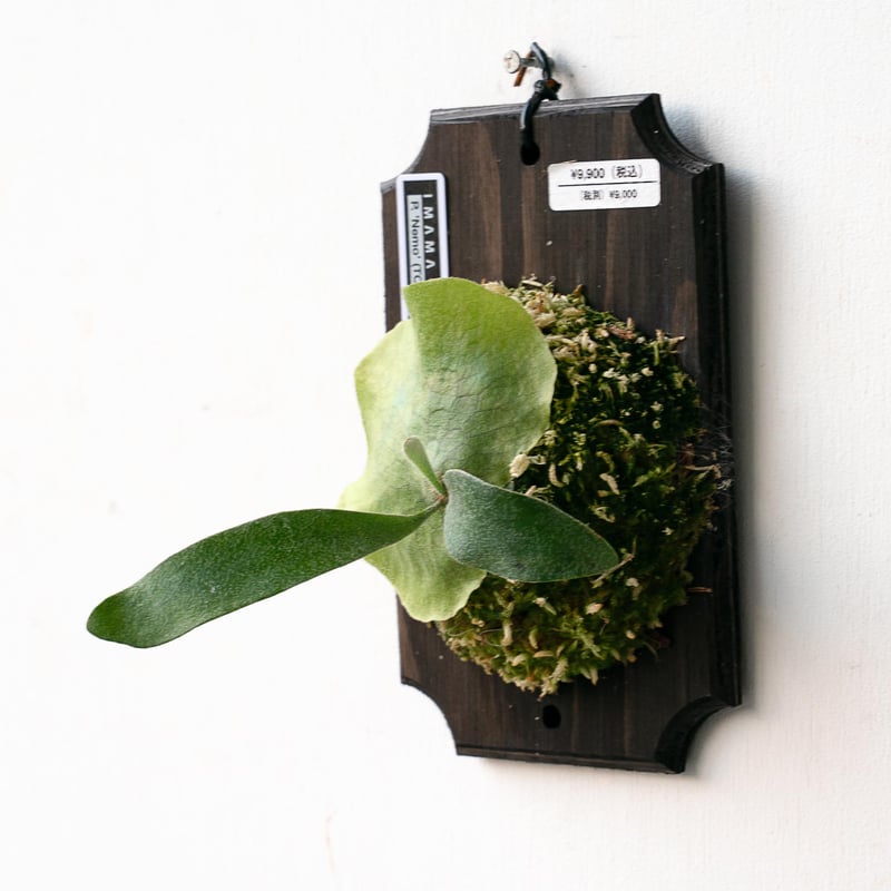 2025.11/22〜】板付ビカクシダ P. 'Nemo' （TC） | IMAMA