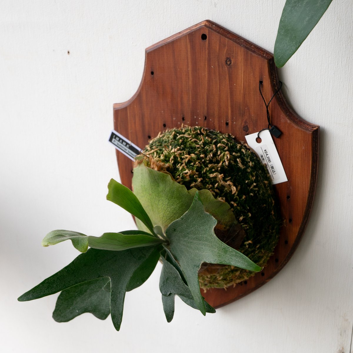 ビカクシダ P.Black Window Frontier Plants】5月24日販売予定のビカクシダの価格と画像を