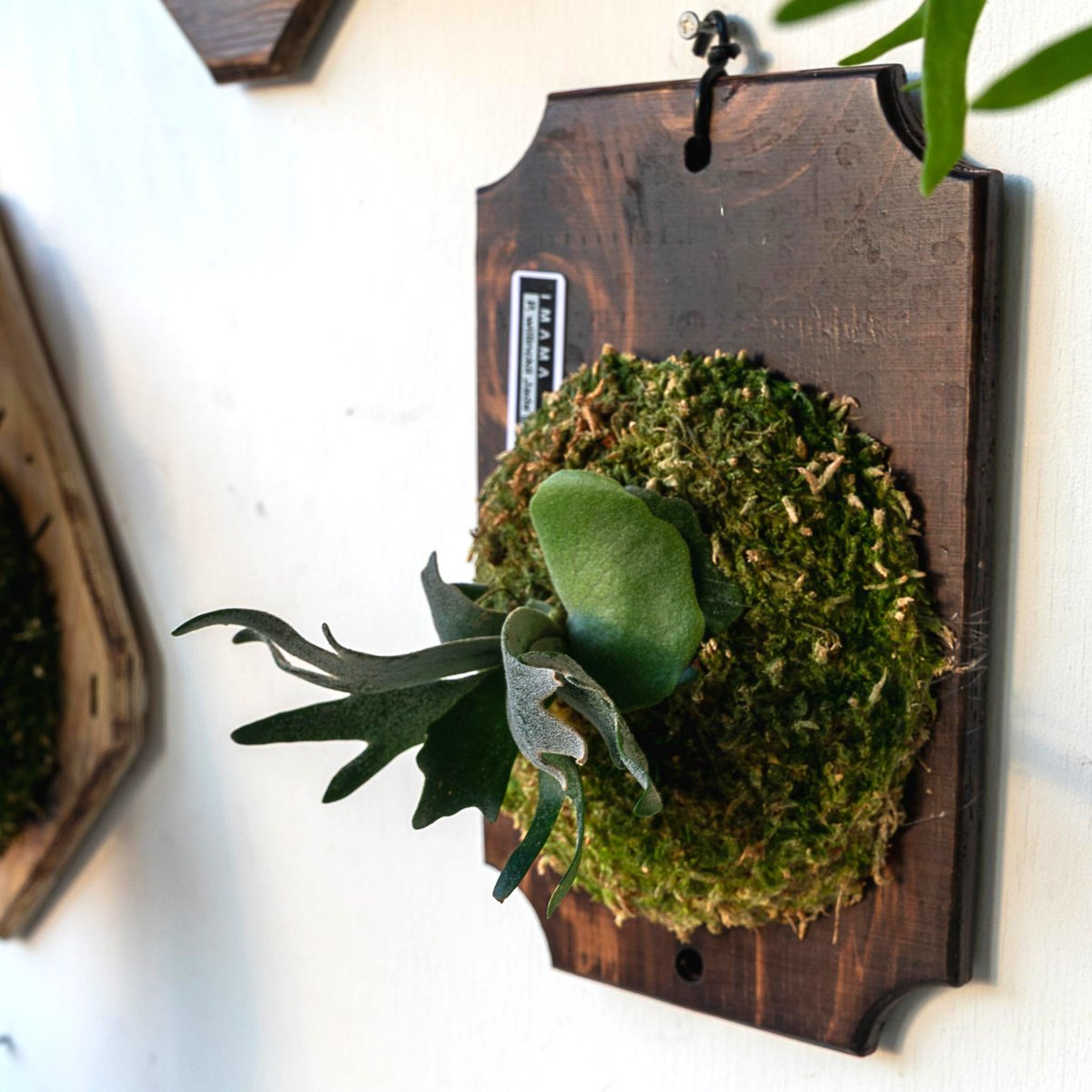 2025.7/20〜】板付ビカクシダ P. willinckii jade girl sp