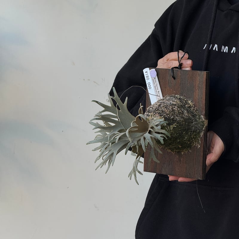 ビカクシダ P. willinckii Jenny spore Platycerium willinckii“Jenny＃1”sporeビカクシダウィリンキー