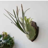 2025.11/22〜】板付ビカクシダ P. willinckii 'Spur' （TC）