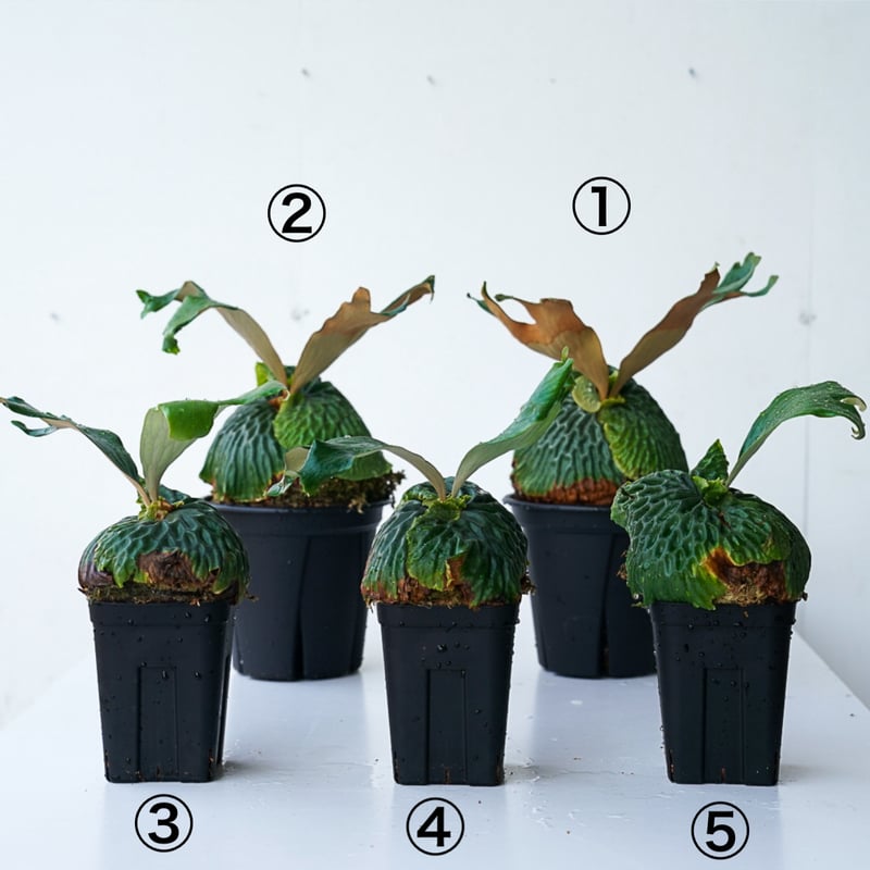 ビカクシダ P.madagascariense Amazon.co.jp: P.Budsaba(P.madagascariense × P