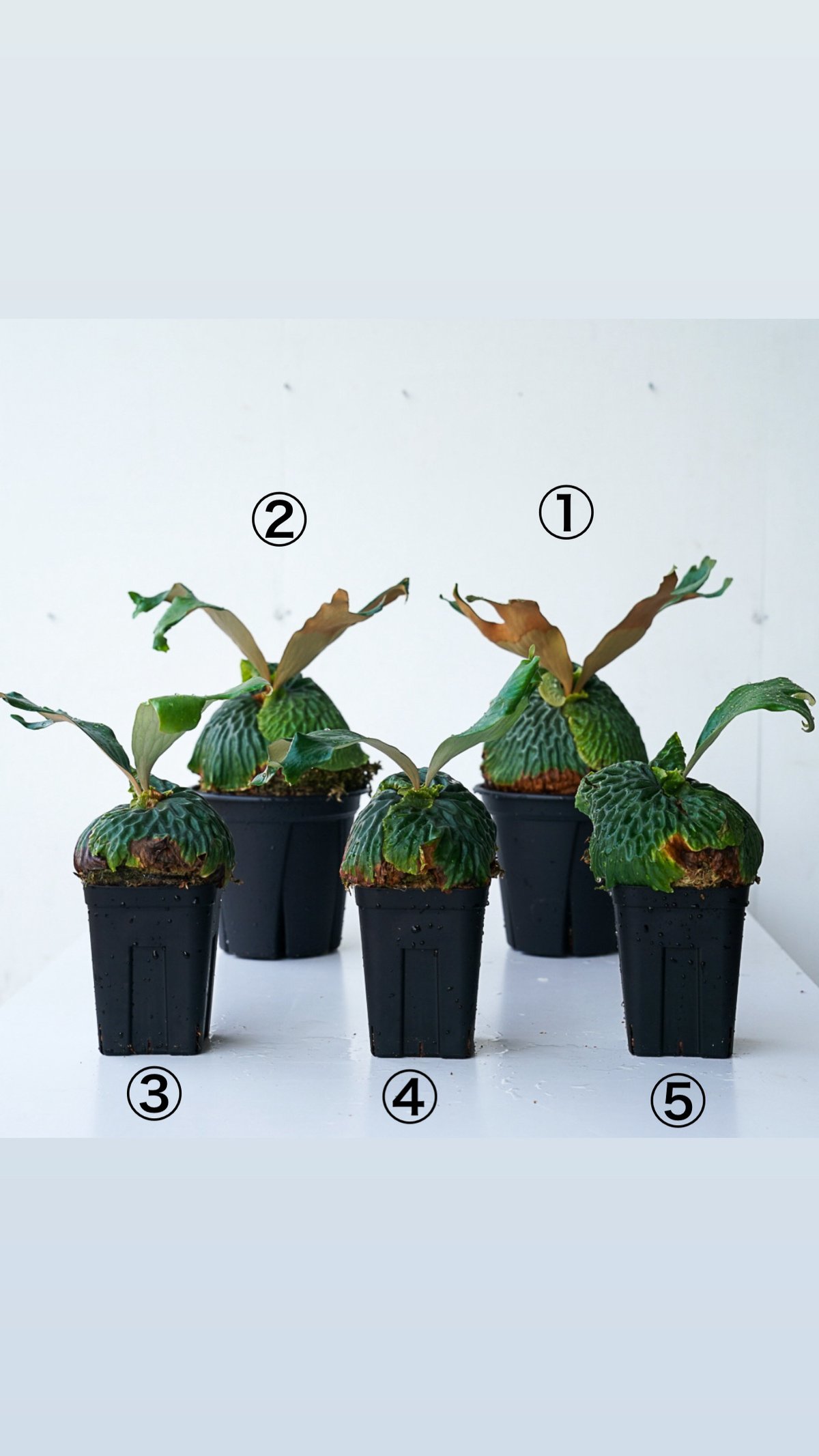ビカクシダ P.madagascariense P. madagascariense ➀ 成長記録 2025.2.13｜🍀GreenSnap