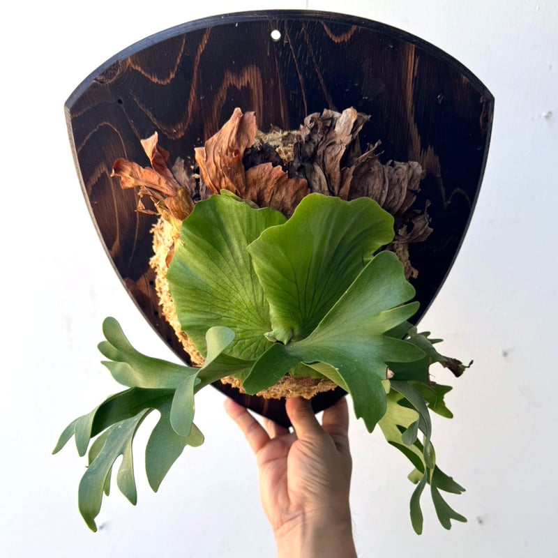 新芽展開中】P.coronarium ビカクシダ