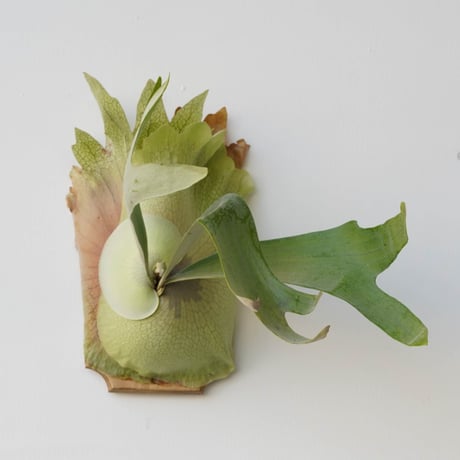 CATEGORY ¥30,000〜 | IMAMA