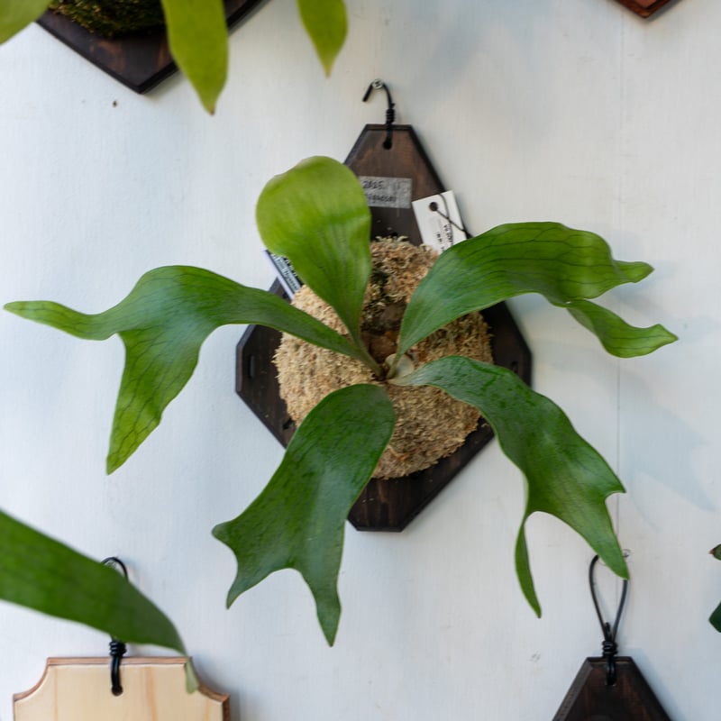 2025.9/1〜】板付ビカクシダ P. hillii 'Ngae sai'（pup） |