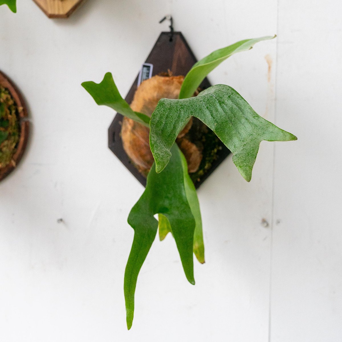 2025.7/17〜】板付ビカクシダ P. minie bell（pup） | IMAMA