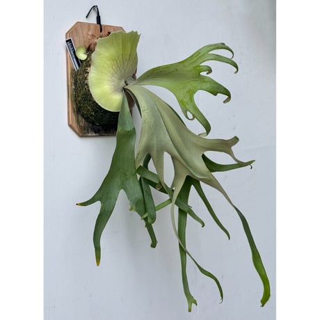 CATEGORY willinckii | IMAMA CATEGORY willinckii | IMAMA