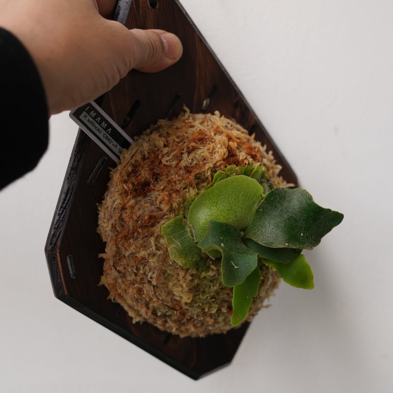 P.willinckii OMG sporeling ビカクシダ 板付 【公式通販】