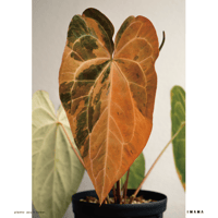 Recording_poster【color ver.】027