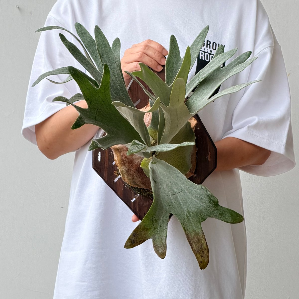 2026.5/26〜】板付ビカクシダ P. 'Bambi' ［pup] | IMAMA