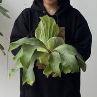 【2026.5/24〜】板付ビカクシダ　  P. bifurcatum × P. elephantotis [TC]