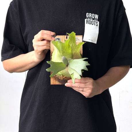 ビカクシダ | STORES