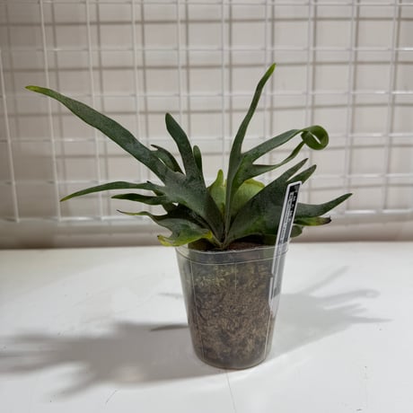 CATEGORY willinckii | IMAMA