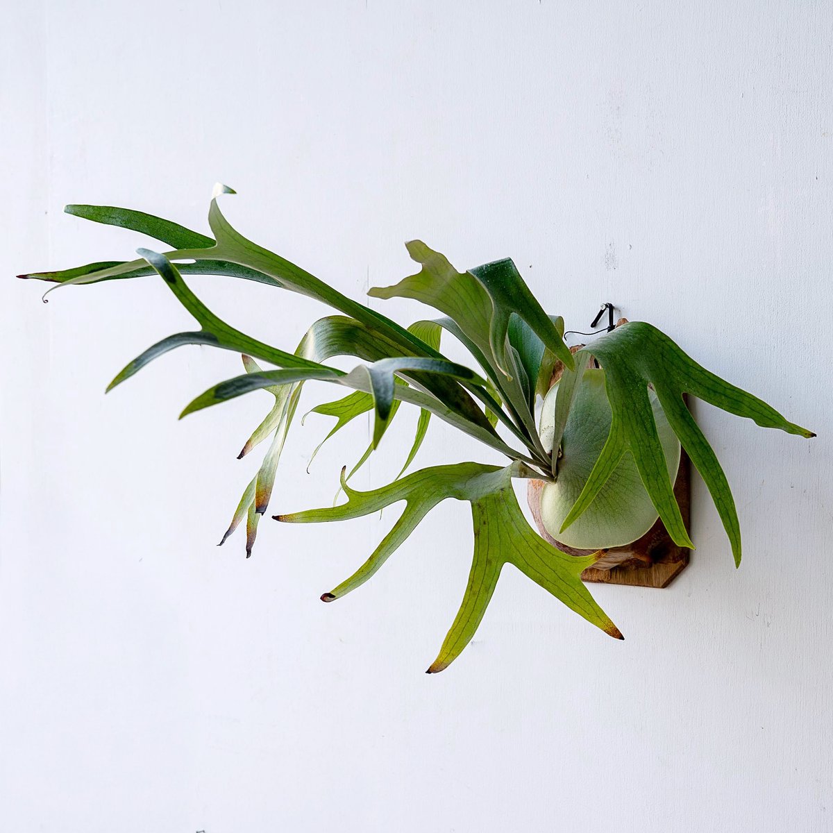 2025.11/12〜】板付ビカクシダ P. bifurcatum 'blue boy'