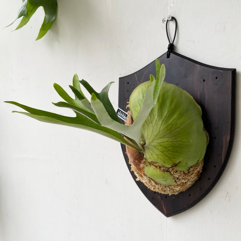 特大サイズ」ビカクシダ　P. Nano spore 焼き板付け 特大サイズ」ビカクシダ P. Nano spore 焼き板付け ✨P