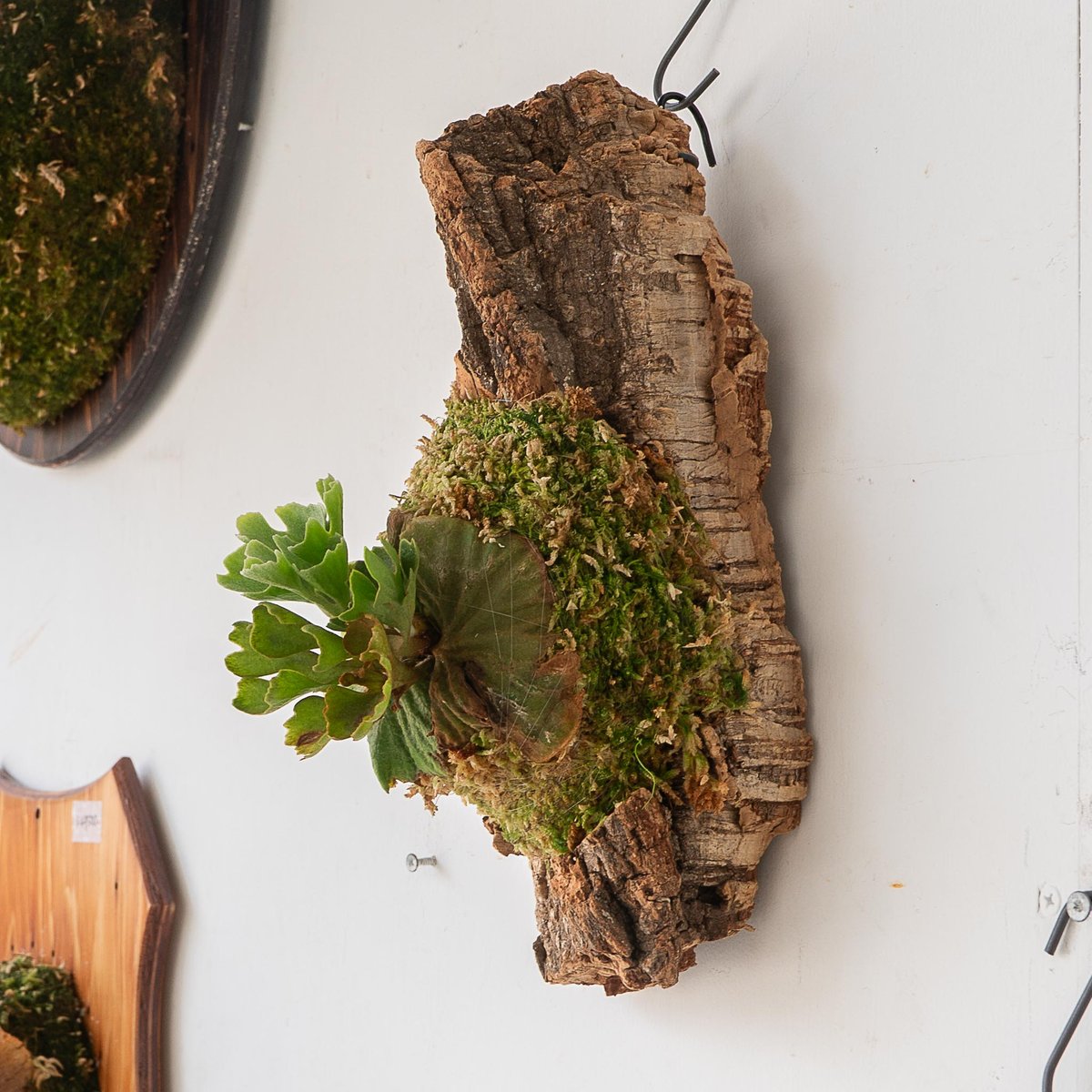 2025.7/7〜】板付ビカクシダ P. Ridleyi dwarf silver コルク0