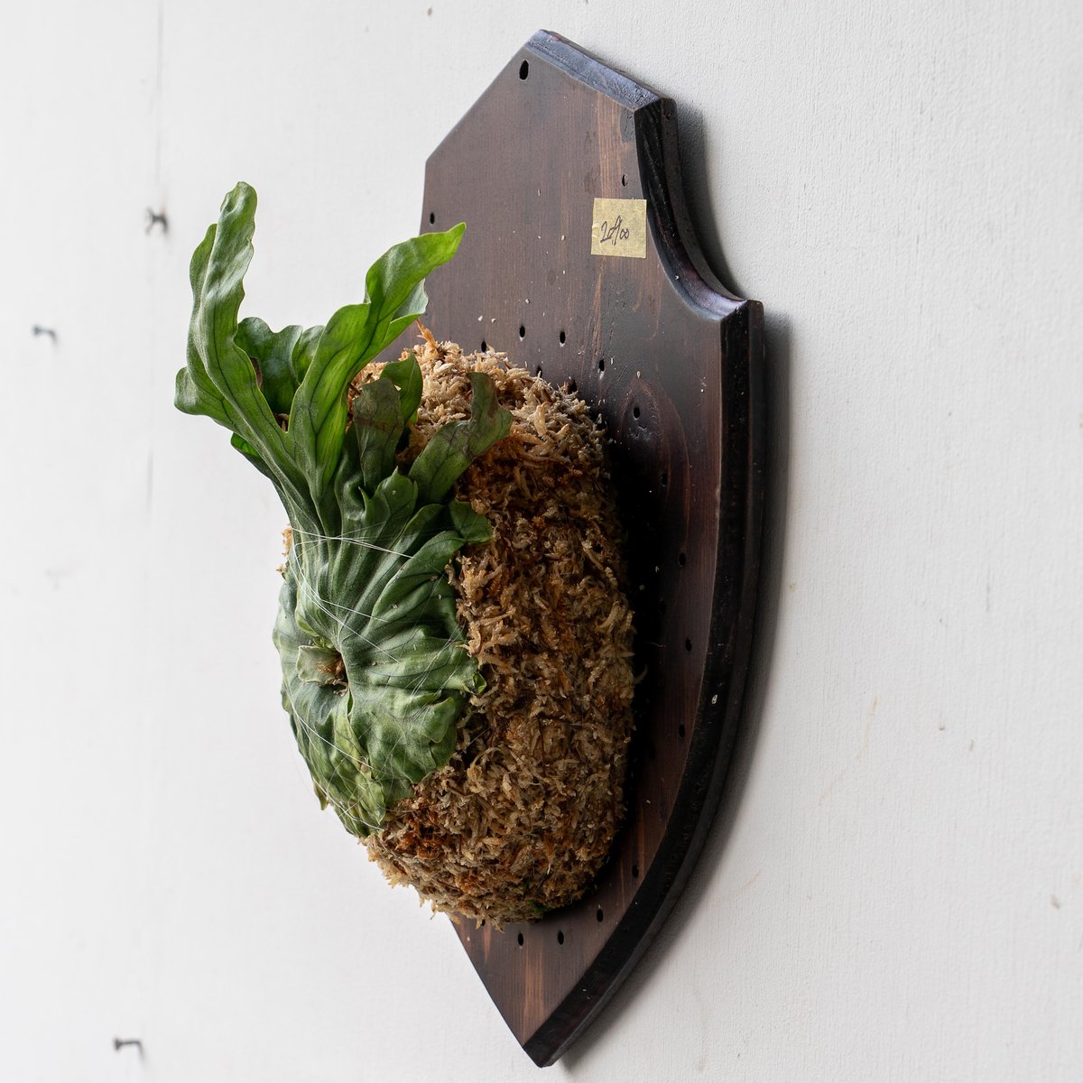 ワンダエ・ドワーフ ザ・ファームセレクト]ビカクシダ（コウモリラン）：ワンダエ