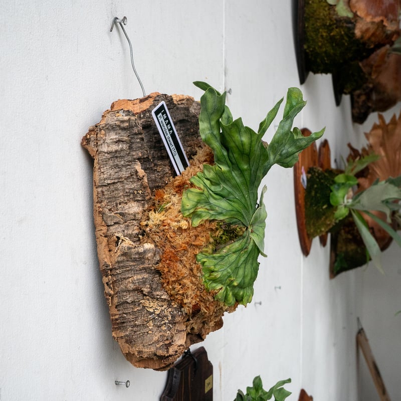 2025.7/15〜】コルク付ビカクシダ P wandae dwarf（TC） | IMAMA