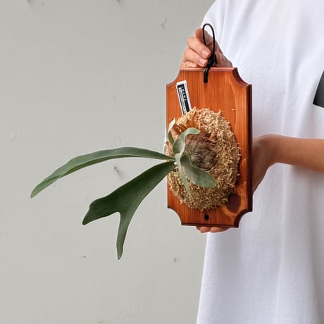 【2026.7/2〜】板付ビカクシダ　P. veitchii wild × P. 'Lipo'