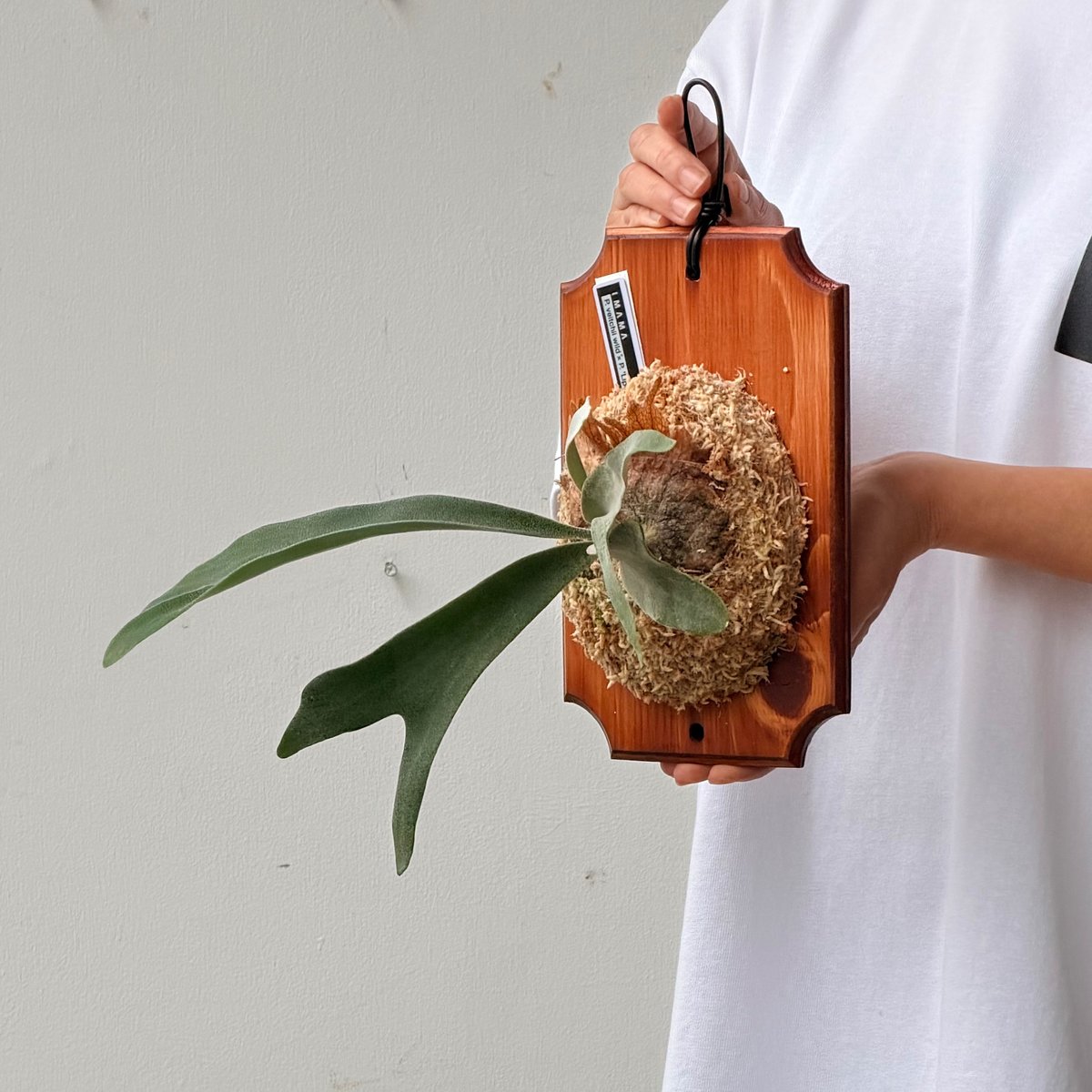2026.7/2〜】板付ビカクシダ P. veitchii wild × P. 'Lipo'