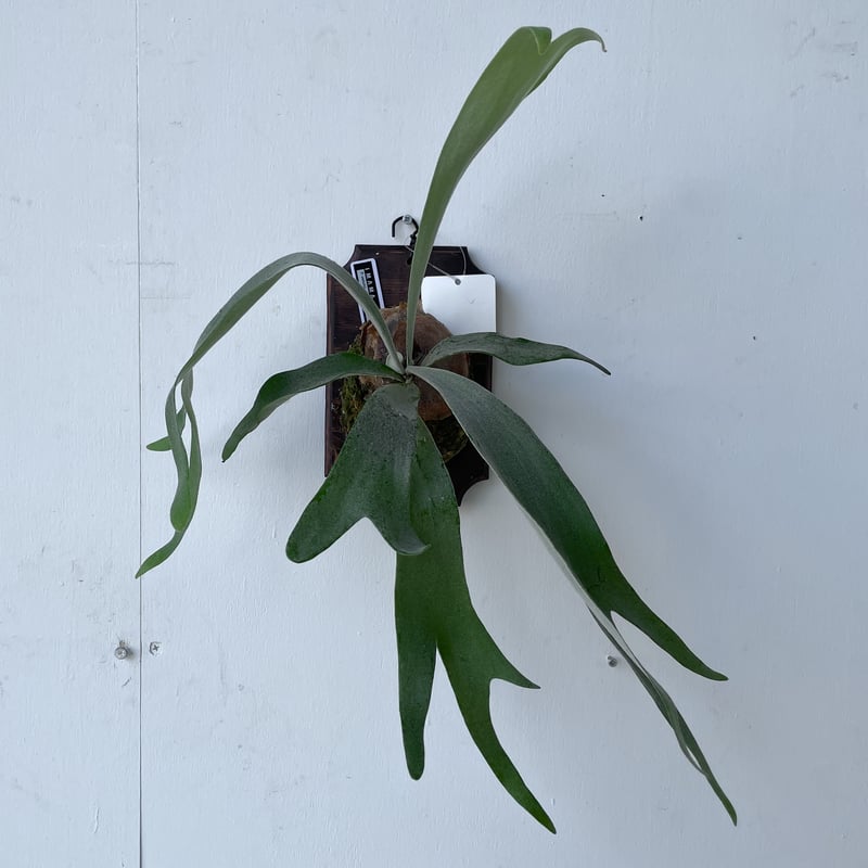 P. veitchii wild vp#17 spore 胞子培養株 ビカクシダ（ベイチー 