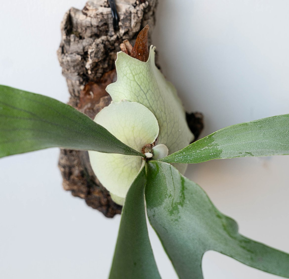 2025.12/31〜】コルク付ビカクシダ P. veitchii_4 | IMAMA