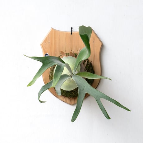 ビカクシダ | STORES