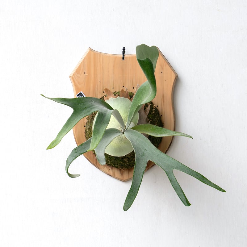 2025.11/4〜】板付ビカクシダ P. 'Pewchan#2' | IMAMA