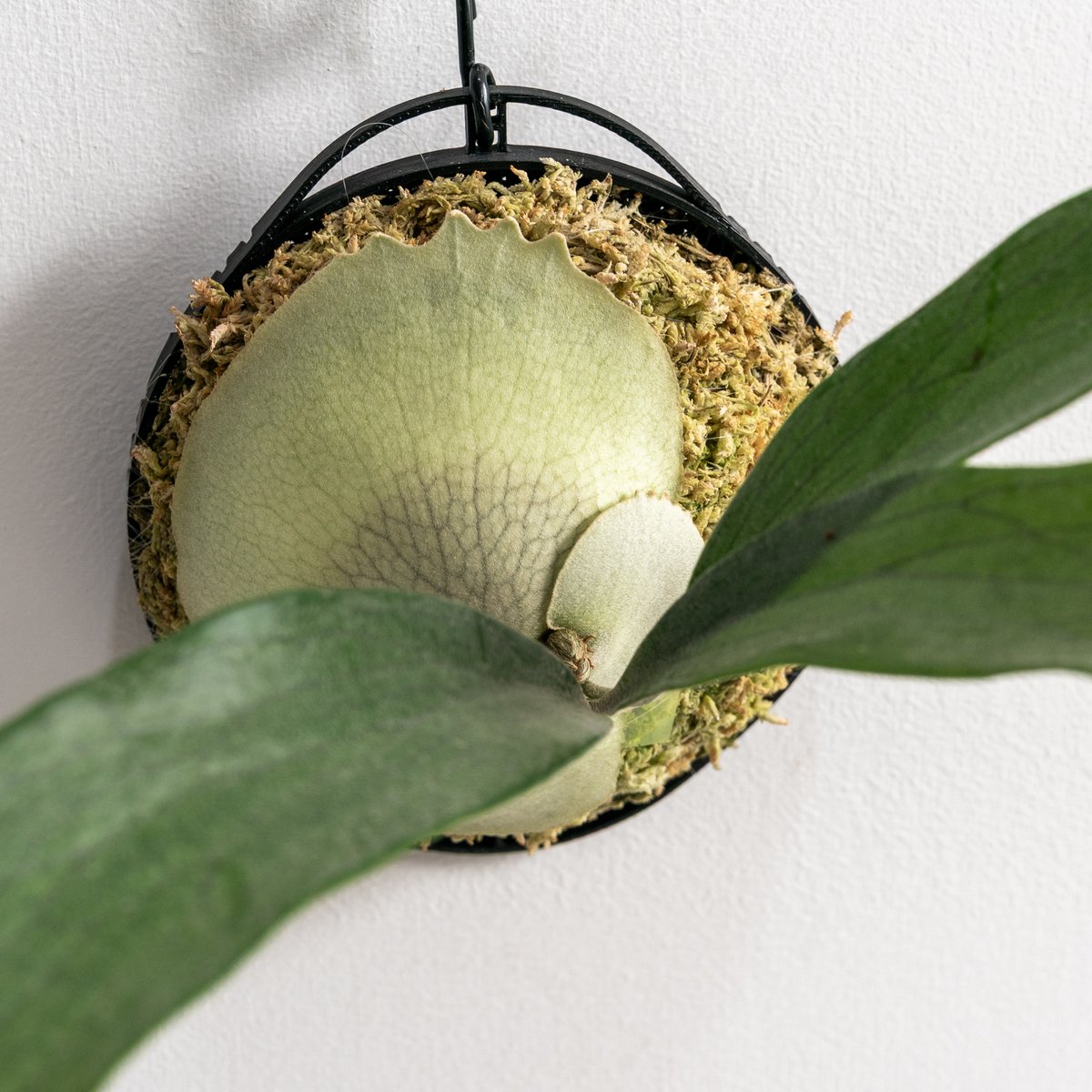 2025.12/20〜】板付ビカクシダ P. Rydeen（pup） | IMAMA