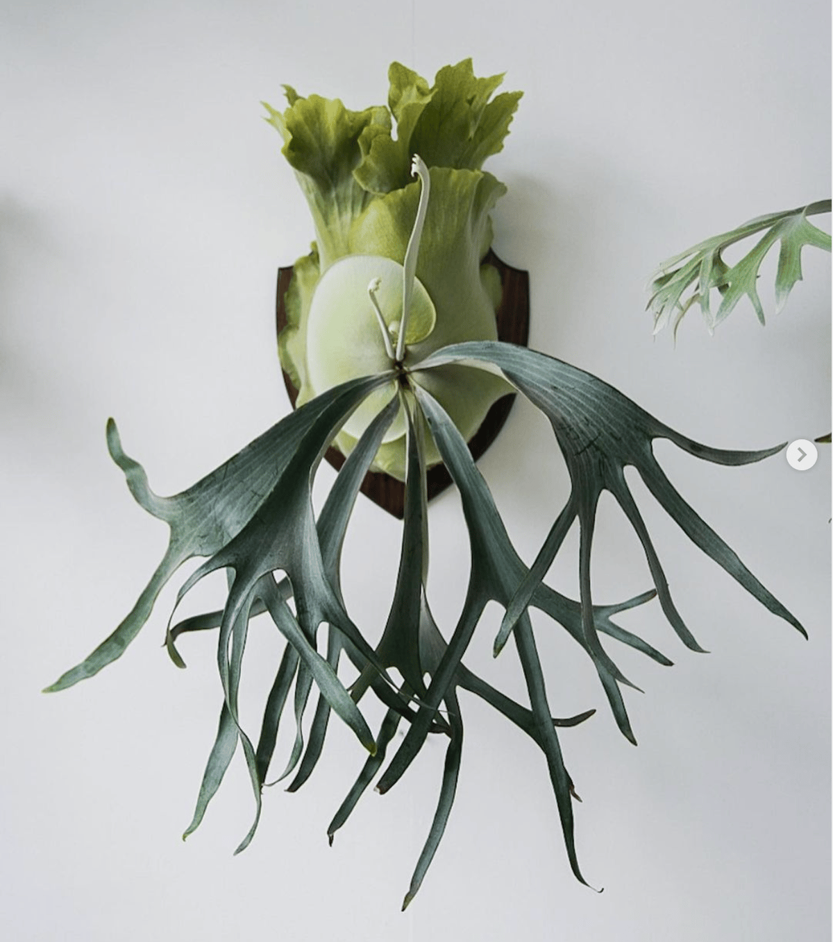 ビカクシダ White house 子株 株分け ビカクシダ White House 子株 株分け ②