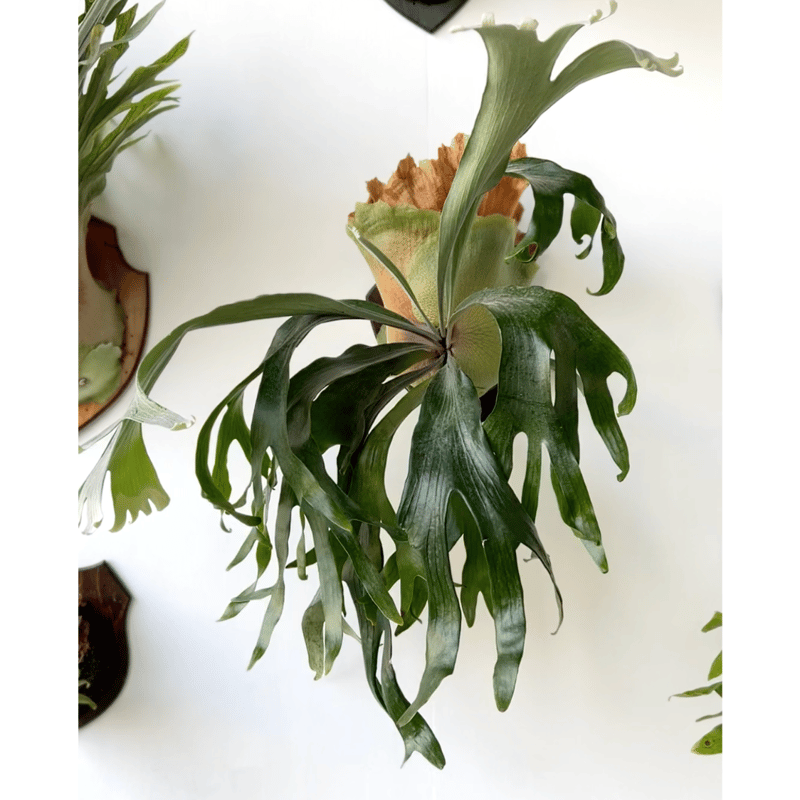 2025.11/12〜】板付ビカクシダ P. hillii 'bangpung short