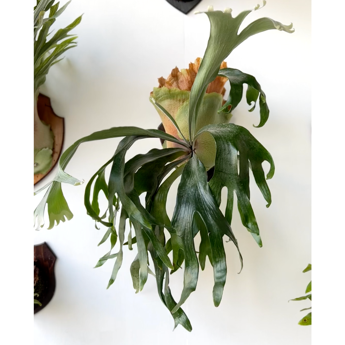 板付ビカクシダ】Platycerium ridleyi super wide 中株