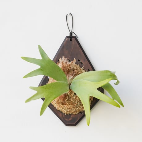 コウモリラン | STORES